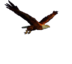 flyingeagle.gif