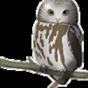 owl-perched-animated.gif
