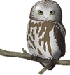 owl-perched-animated.gif